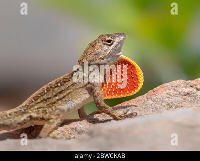 Exposition de lézard anole brun (Anolis sagrei), Galveston, Texas, États-Unis Banque D'Images