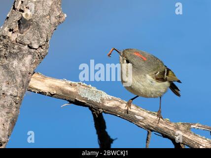 Royauve couronné de rubis (Regulus calendula) dans un arbre, Ames, iowa, États-Unis. Banque D'Images