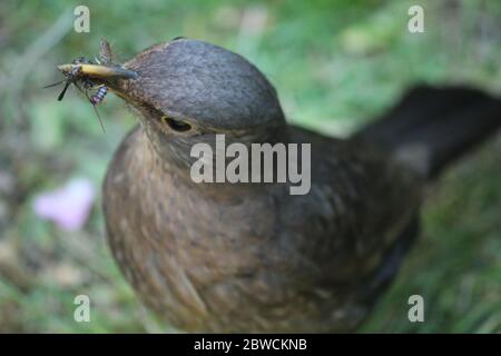 Femme blackbird collecte de nourriture pour sa jeune nicheuse dans un jardin anglais 2020. Banque D'Images