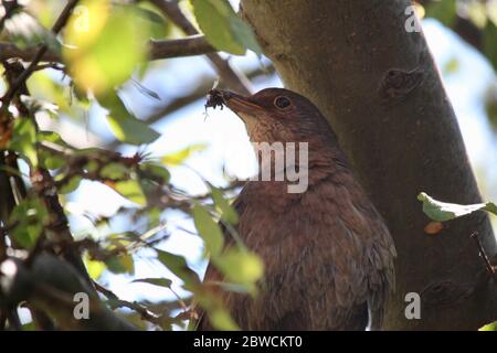 Nicher blackbird dans un arbre collectant des insectes pour les jeunes. Banque D'Images