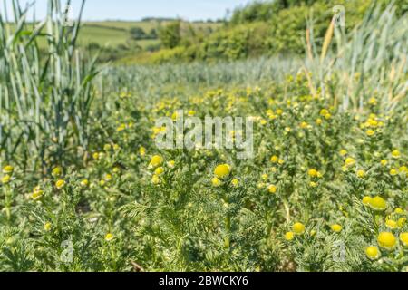 Bouquet de fleurs de l'ananas Weed / Matelaria discoidée qui sent / a l'arôme et le goût de l'ananas. Pépineappleweed fourrée comme nourriture sauvage pour la saveur Banque D'Images