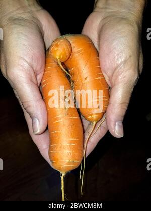 'Ugly' carotte. En fait trois carottes que sont devenus un. Banque D'Images
