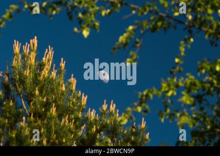 Glen Ogle, Écosse, Royaume-Uni. 31 mai 2020. Photo : la lune Gibbous cirée brille de mille feux dans le ciel du soir contre les feuilles brillantes de bouleau argenté et de pins lors d'une chaude journée de printemps à Glen Ogle, en Écosse. Crédit : Colin Fisher/Alay Live News Banque D'Images