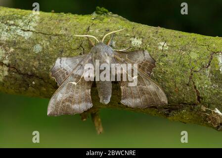 Peuplier Hawk Moth Laothoe populi dans un jardin de Norfolk Royaume-Uni Banque D'Images