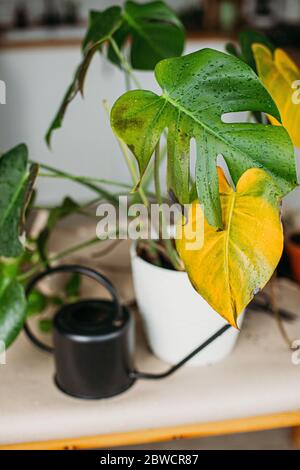 Gardenia malades plante avec la chute des feuilles jaunes à cause de parasites, l'eau ou de mauvaise température, concept de jardinage Banque D'Images