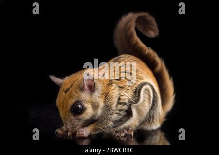 L'écureuil volant javanais (Iomys horsfieldii) isolé sur fond noir