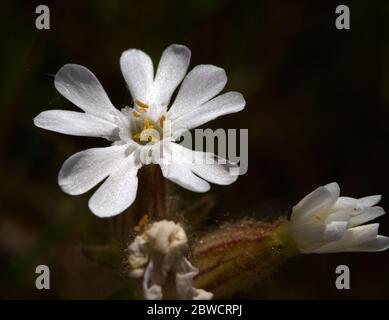fleur blanche de campion aussi connu comme des mouches de chat Banque D'Images