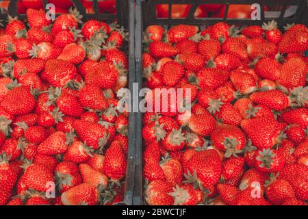 Beaucoup de fraises rouges mûres à vendre. Vitrine du marché de détail des légumes et des fruits 2021. Banque D'Images