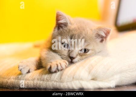 Un petit chaton fumé de la race britannique Shorthair est couché sur un tapis de laine tricoté. L'animal regarde la caméra. Mise au point sélective Banque D'Images