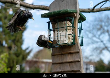 deux oiseaux en vedette sur une station d'alimentation pour oiseaux, hesse, allemagne Banque D'Images