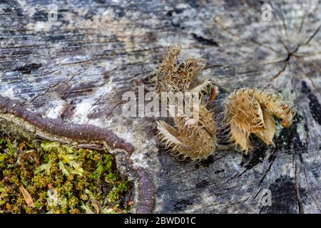 Vieille coquille de hêtre sur le tronc dans la forêt. Hêtre dans la forêt. Saison de printemps. Banque D'Images