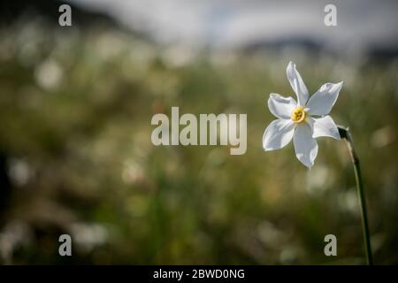 La florescence des narcisses sur les alpes italiennes Banque D'Images