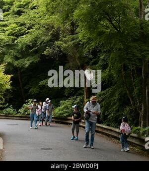 Hachioji, Japon. 31 mai 2020. Les gens font une randonnée sur le mont Takao, une montagne de 599 mètres à Hachioji, Tokyo, Japon, le dimanche 31 mai 2020. Mt. Takao a gagné sa renommée comme les régions de Ginza et de Roppongi, après avoir été récompensé trois étoiles par le guide de voyage français Michellin dans l'édition 2007. Photo de Keizo Mori/UPI crédit: UPI/Alay Live News Banque D'Images