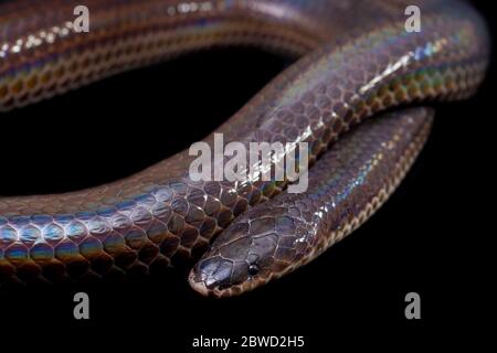 Xenopeltis unicolor. Noms communs: le serpent sunbeam est un non-venimeux isolé sur fond noir Banque D'Images