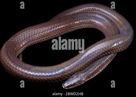 Xenopeltis unicolor. Noms communs: le serpent sunbeam est un non-venimeux isolé sur fond noir Banque D'Images