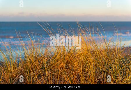 Gros plan de l'herbe de dune au coucher du soleil dans les dunes de sable d'Ostende (Ostende en anglais) par la mer du Nord, Flandre Occidentale, Belgique. Banque D'Images