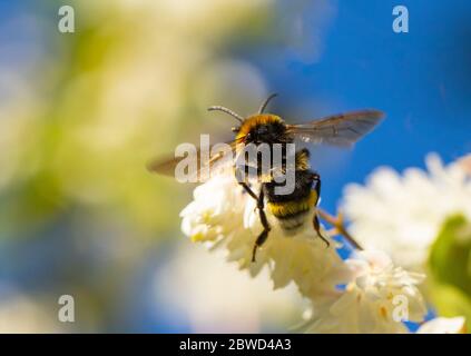 Abeille, Bumble, perchée sur une fleur dans la campagne britannique Banque D'Images