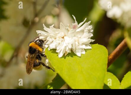 Bumble Bee, abeille Bumble à queue blanche, prenant le pollen d'une fleur blanche Banque D'Images