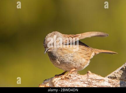 Dunnock, Prunella modularis, perchée au soleil dans un jardin britannique Banque D'Images