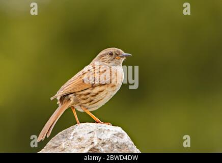 Dunnock, Prunella modularis, perchée au-dessus d'un jardin du Bedfordshire, automne 2020 Banque D'Images