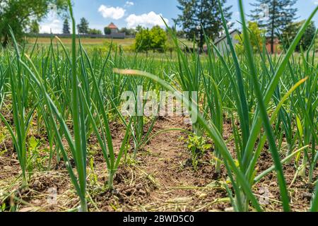 culture d'oignons biologiques dans une ferme sans pesticides Banque D'Images