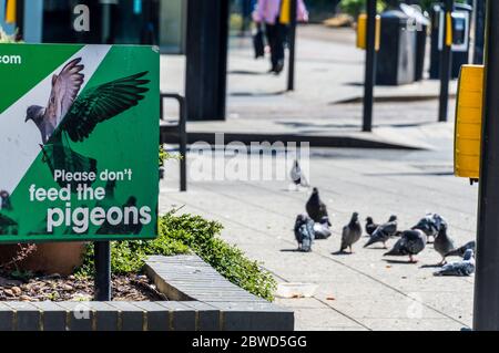 N'introduisez pas de pigeons dans le tableau des pigeons en arrière-plan pour manger des aliments depuis le sol Banque D'Images