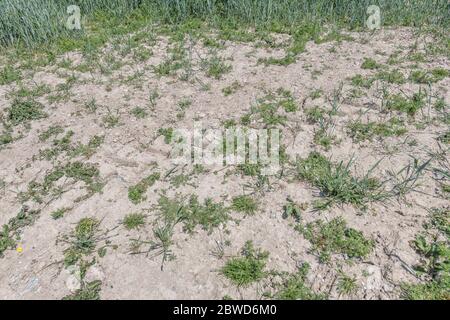 Surface de sol très sec dans le champ de blé infestée par des mauvaises herbes agricoles britanniques communes comme le Buttercup / Ranunculus. Terre parchée, sol séché au Royaume-Uni. Banque D'Images