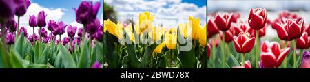 collage de tulipes rouges, jaunes et violettes colorées contre le ciel bleu et les nuages, photo panoramique Banque D'Images