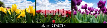 collage de tulipes rouges, jaunes et violettes colorées contre le ciel bleu et les nuages, photo panoramique Banque D'Images