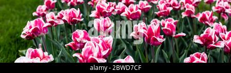 magnifiques tulipes roses colorées poussant dans le champ, prise de vue panoramique Banque D'Images