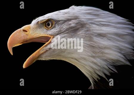 Gros plan de l'aigle à tête blanche hurlant (Haliaeetus leucocephalus) isolé sur fond noir Banque D'Images