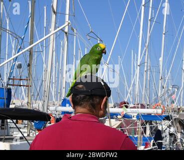 Latium, Italie. 31 mai 2020. Un homme est vu avec son perroquet sur la tête à Civitavecchia, Latium, Italie, le 31 mai 2020. Soixante-quinze autres patients de COVID-19 sont morts au cours des dernières 24 heures en Italie, portant le bilan du pays à 33,415, sur le total des cas d'infection de 233,019, selon des chiffres récents de dimanche. Crédit: Alberto Lingria/Xinhua/Alay Live News Banque D'Images