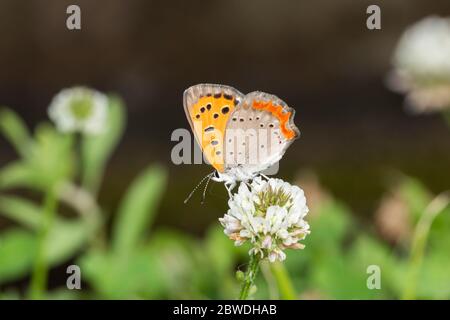 Petit cuivre (Lycaena phlaeas), trèfle blanc aspirant (Trifolium repens), ville d'Isehara, préfecture de Kanagawa, Japon. Banque D'Images