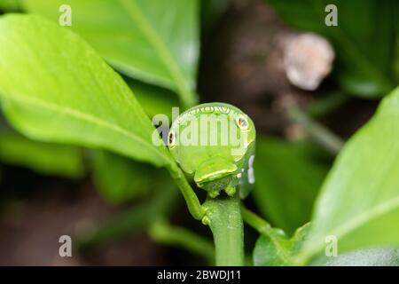 Larve de la queue de cynelle asiatique (Papilio xuthus), sur l'oranger de Mikan, ville d'Isehara, préfecture de Kanagawa, Japon Banque D'Images