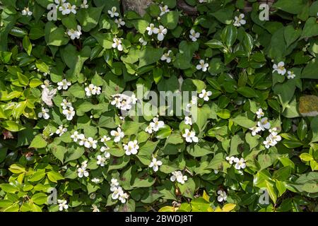 Fleur de menthe de poisson (Houttuynia cordata), ville d'Isehara, préfecture de Kanagawa, Japon Banque D'Images