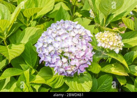 Hydrangea macrophylla, ville d'Isehara, préfecture de Kanagawa, Japon Banque D'Images