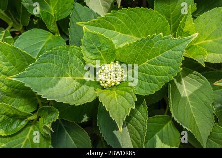 Bourgeon d'Hydrangea macrophylla, ville d'Isehara, préfecture de Kanagawa, Japon Banque D'Images