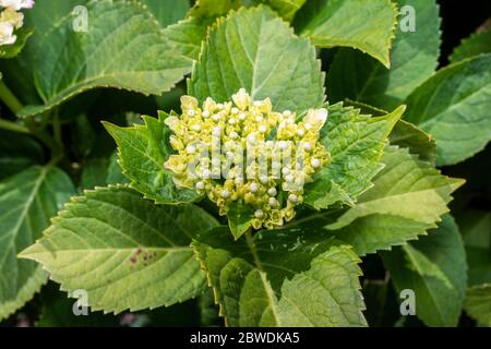 Bourgeon d'Hydrangea macrophylla, ville d'Isehara, préfecture de Kanagawa, Japon Banque D'Images