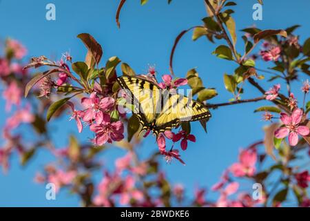 Nawallowtail de tigre de l'est trouvant le nectar d'un arbre de crabapple en fleur. Banque D'Images