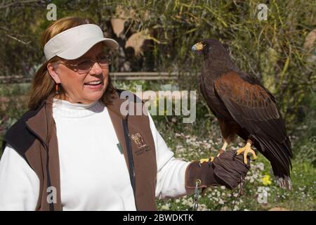 Harris Hawk, musée du désert Arizona-Sonora, Tucson, comté de Pima, Arizona, États-Unis Banque D'Images