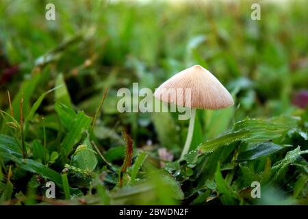 Magnifique champignon dans l'herbe verte dans le champ Banque D'Images