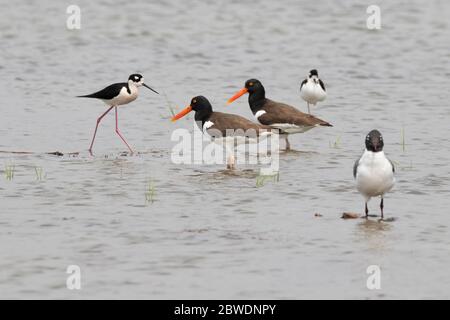 Le couple de pêcheurs américains (Haematopus palliatus) Banque D'Images