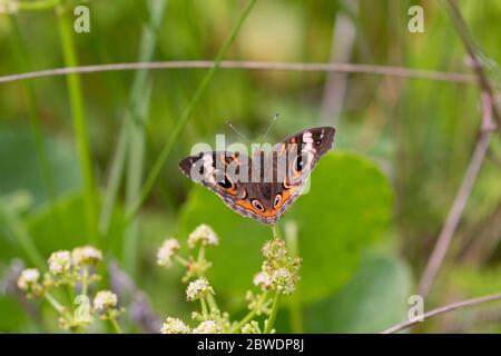 Buckeye (Junonia coenia) sur les fleurs, réserve naturelle de East End, Galveston, Texas Banque D'Images