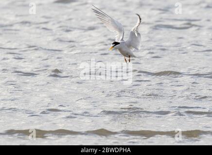 La pêche la moins prosterne dans la baie de Galveston Banque D'Images