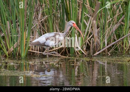 Ibis blanc immature (Eudocimus albus) en herbe verte Banque D'Images