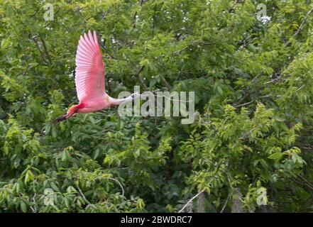 Le roseate spoonblos (Platalea ajaja) avec le bâton de bois pour construire son nid, Brazos Band Rookery Banque D'Images