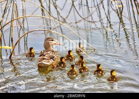 Mallard mère de canard conduisant son nouveau-né des canetons dans l'étang, nageant parmi les roseaux dans l'eau. Banque D'Images