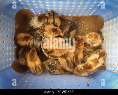 Gros plan des poussins bruns dans un nid sur une ferme. Beaux petits poulets. Garder et nourrir les poussins dans le nid. Vue de dessus. Banque D'Images