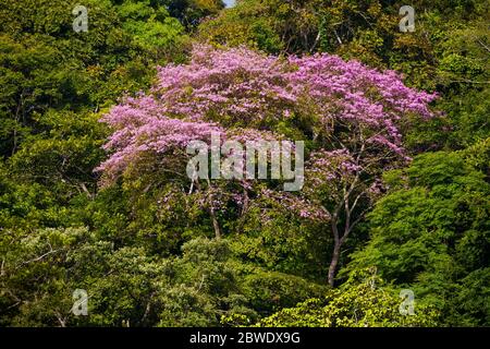 Trompette rosée à fleurs, Tabebuia rosea, à Punta Chame, côte du Pacifique, province de Panama, République du Panama. Banque D'Images