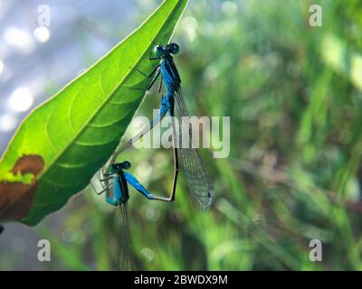 Accouplement de deux libellules bleues sur la feuille. Gros plan de deux magnifiques damselflies s'accouplent pendant la saison de reproduction sur une feuille avec un arrière-plan flou. SP Banque D'Images